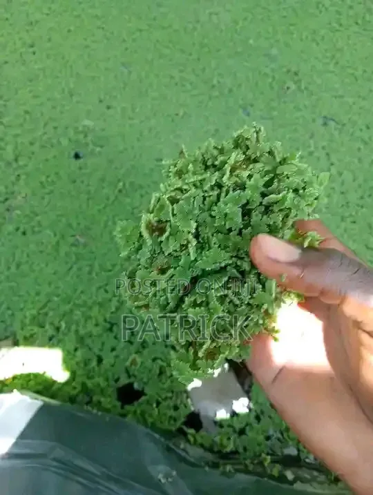 Azolla Seeds