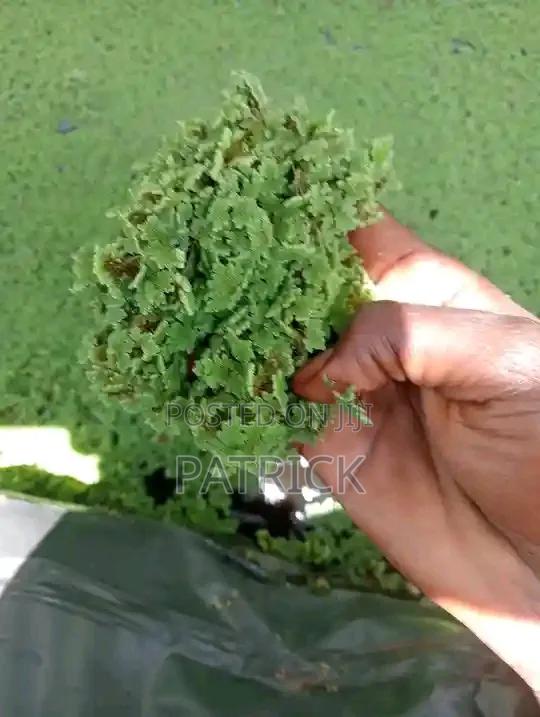 Azolla Seeds - thumbnail 3