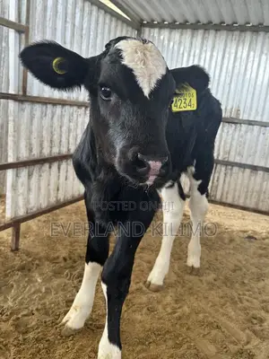 Large Printed Customized Herd Z- Tags