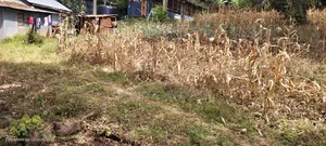 Half Acre Land on Sale in Ngong Olkeri