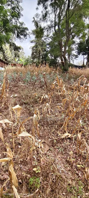 Half Acre Land on Sale in Ngong Olkeri