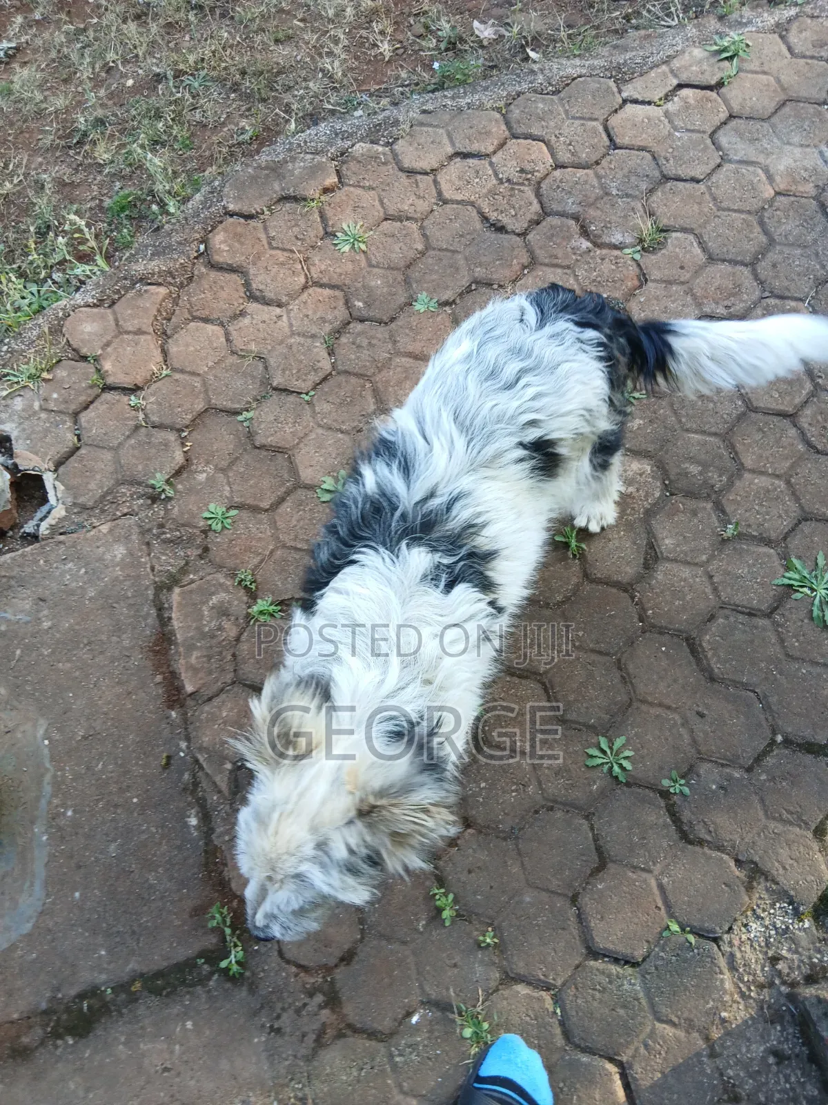 6-12 months Male Mixed Breed Jack Russell Terrier