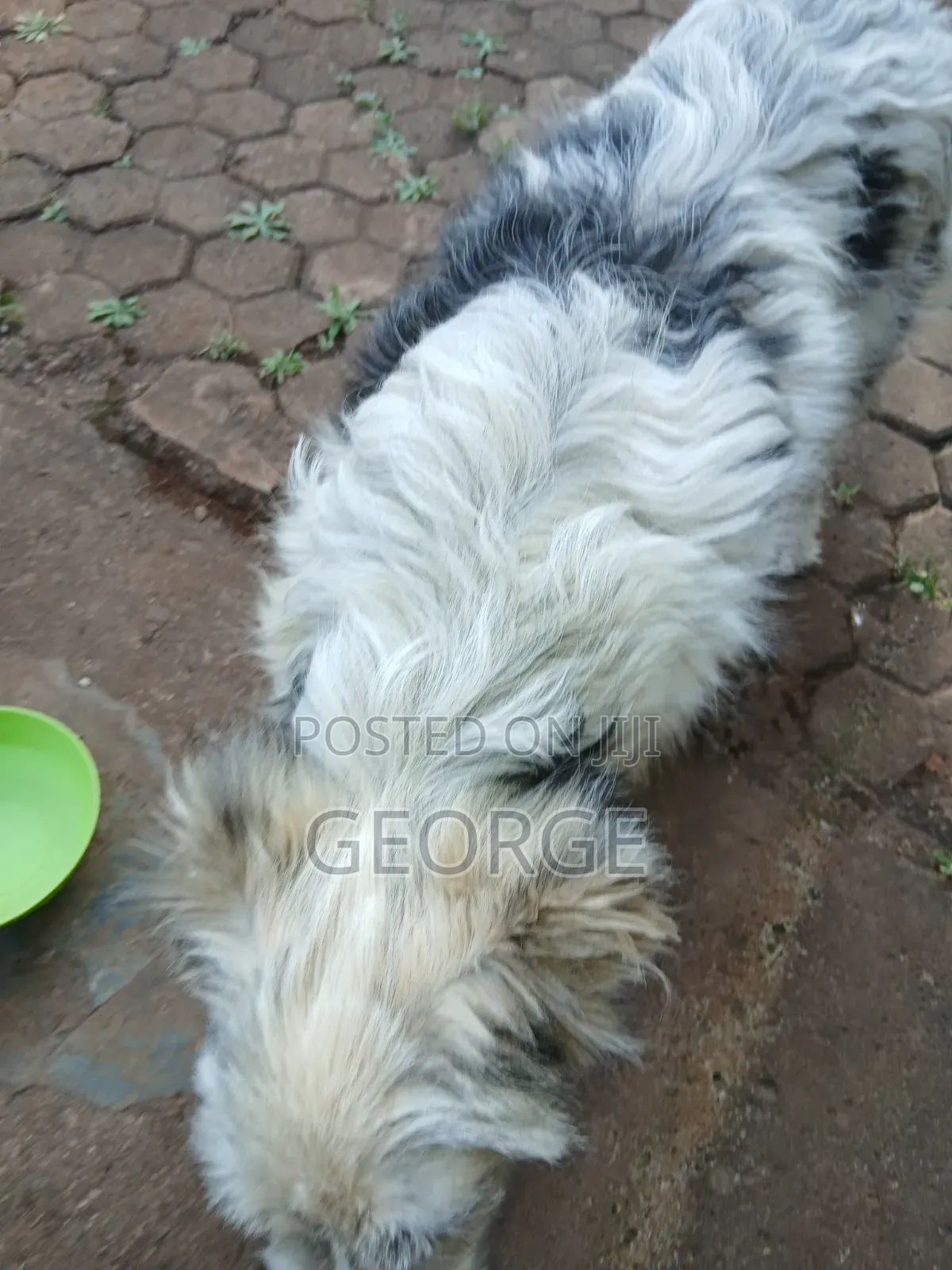 6-12 months Male Mixed Breed Jack Russell Terrier
