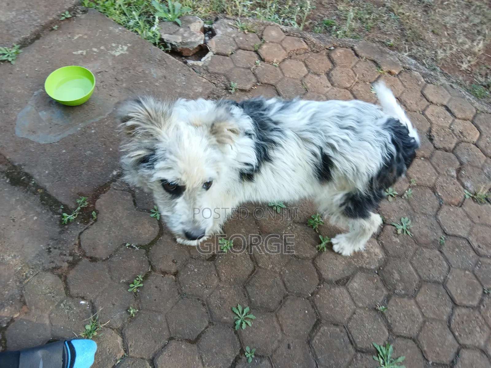 6-12 months Male Mixed Breed Jack Russell Terrier