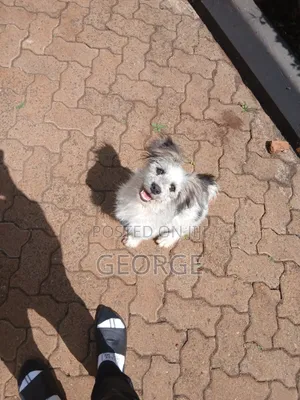 6-12 months Male Mixed Breed Jack Russell Terrier