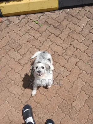 6-12 months Male Mixed Breed Jack Russell Terrier