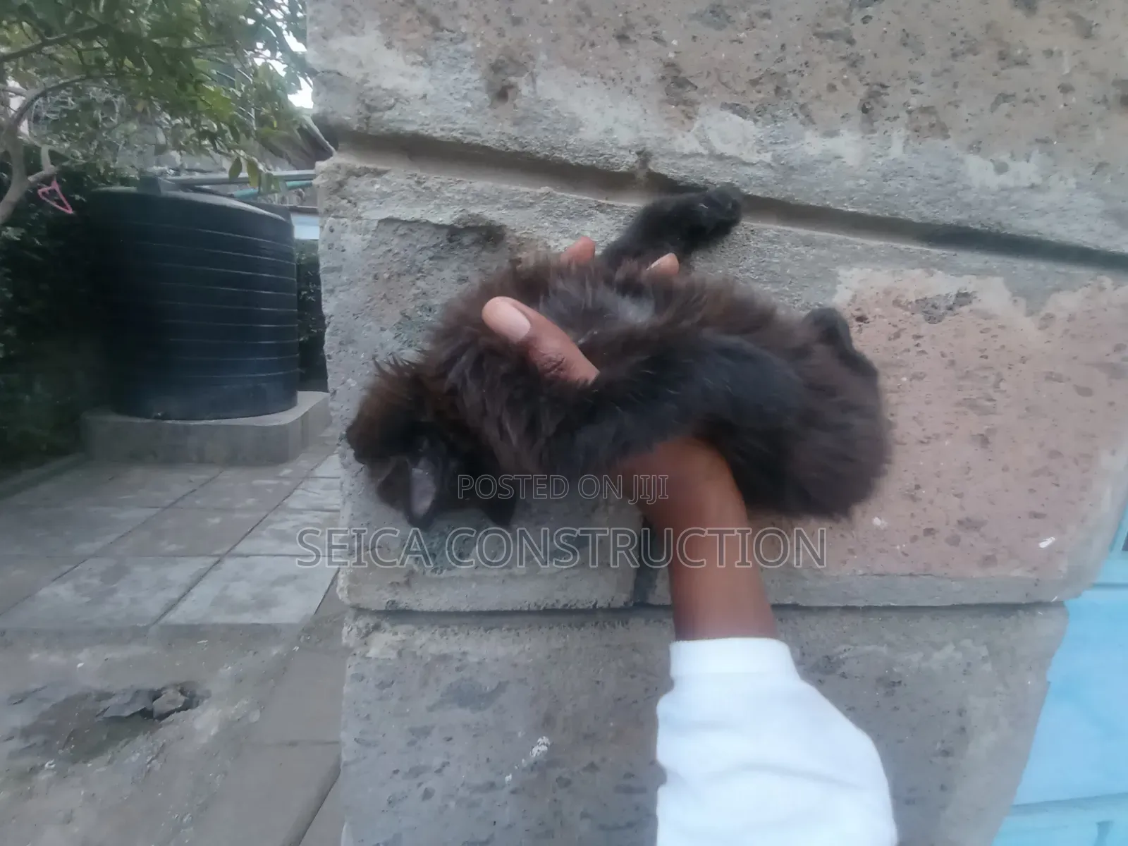 1-3 months Female Mixed Breed Cat