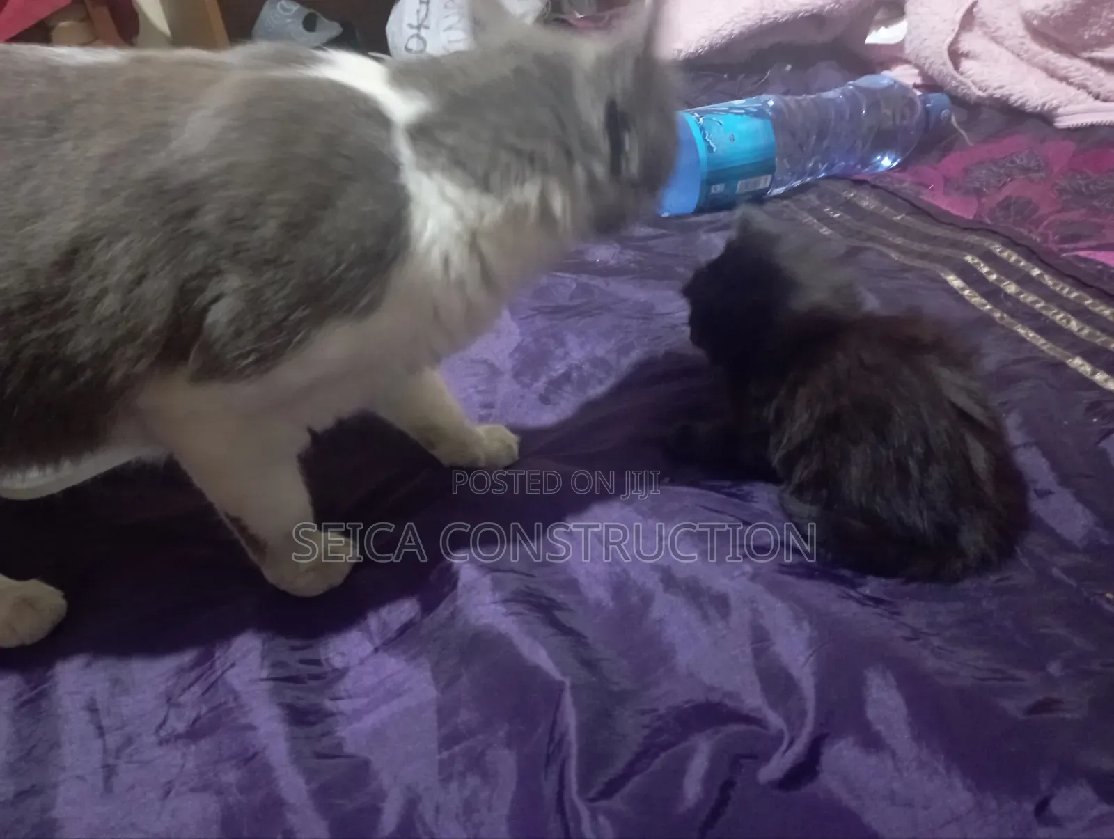 1-3 months Female Mixed Breed Cat