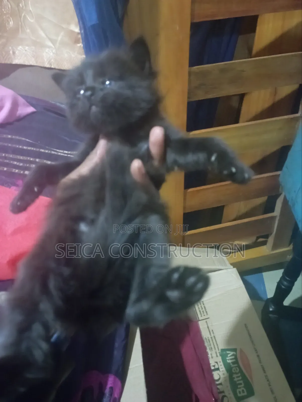1-3 months Female Mixed Breed Cat