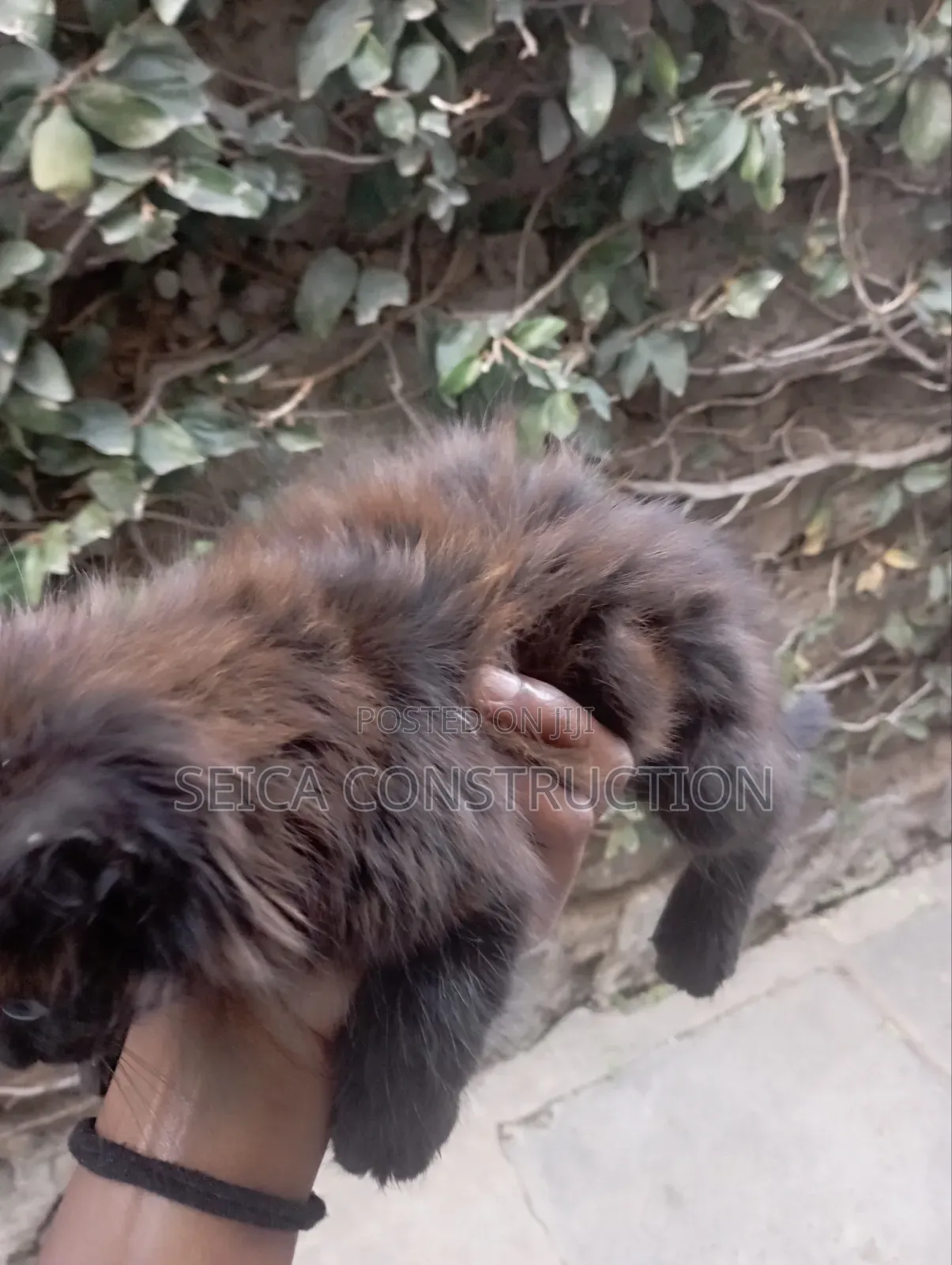 1-3 months Female Mixed Breed Cat