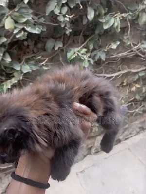 1-3 months Female Mixed Breed Cat