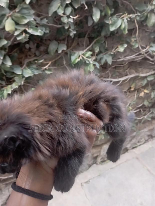 1-3 months Female Mixed Breed Cat
