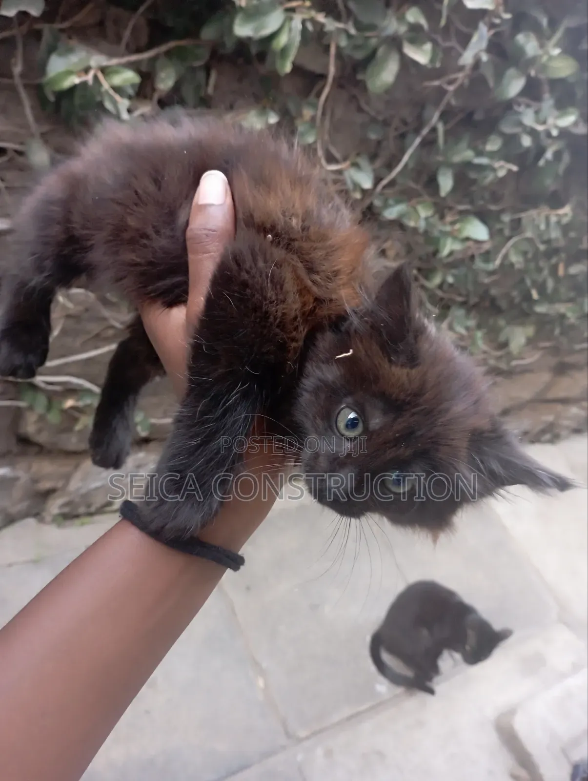 1-3 months Female Mixed Breed Cat