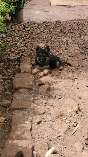 1-3 months Female Purebred German Shepherd