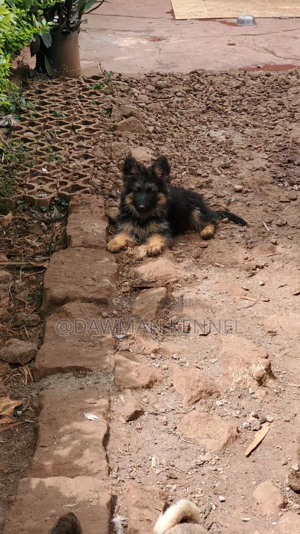 1-3 months Female Purebred German Shepherd