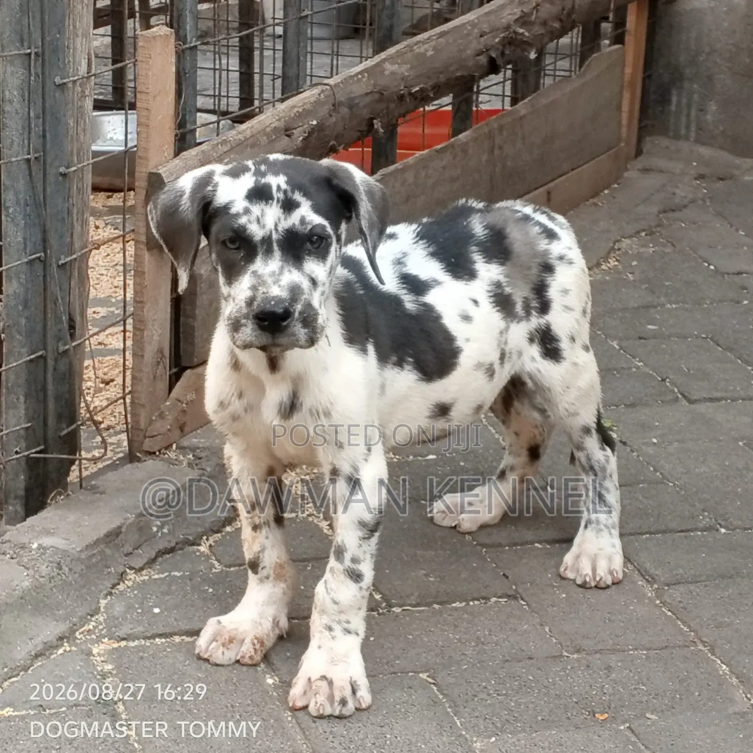1-3 months Female Purebred Great Dane