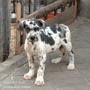 1-3 months Female Purebred Great Dane