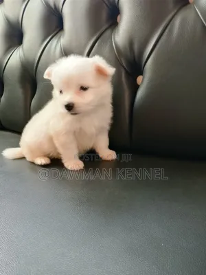 1-3 months Male Purebred Japanese Spitz