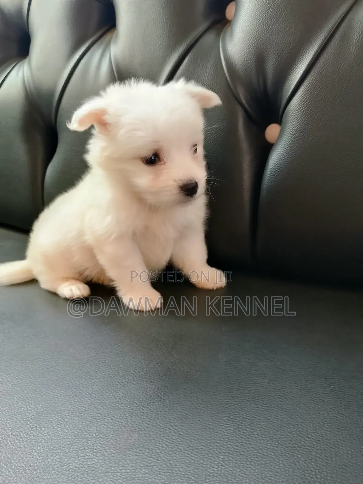 1-3 months Male Purebred Japanese Spitz