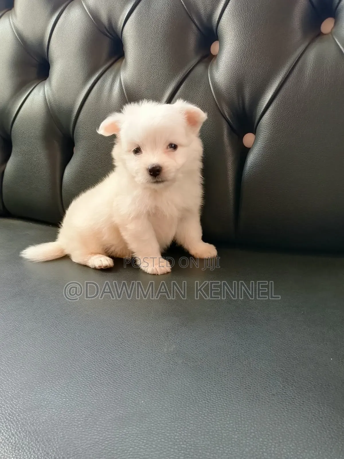 1-3 months Male Purebred Japanese Spitz