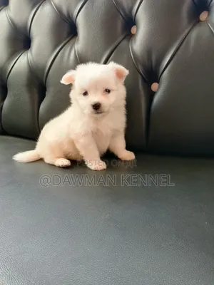 1-3 months Male Purebred Japanese Spitz