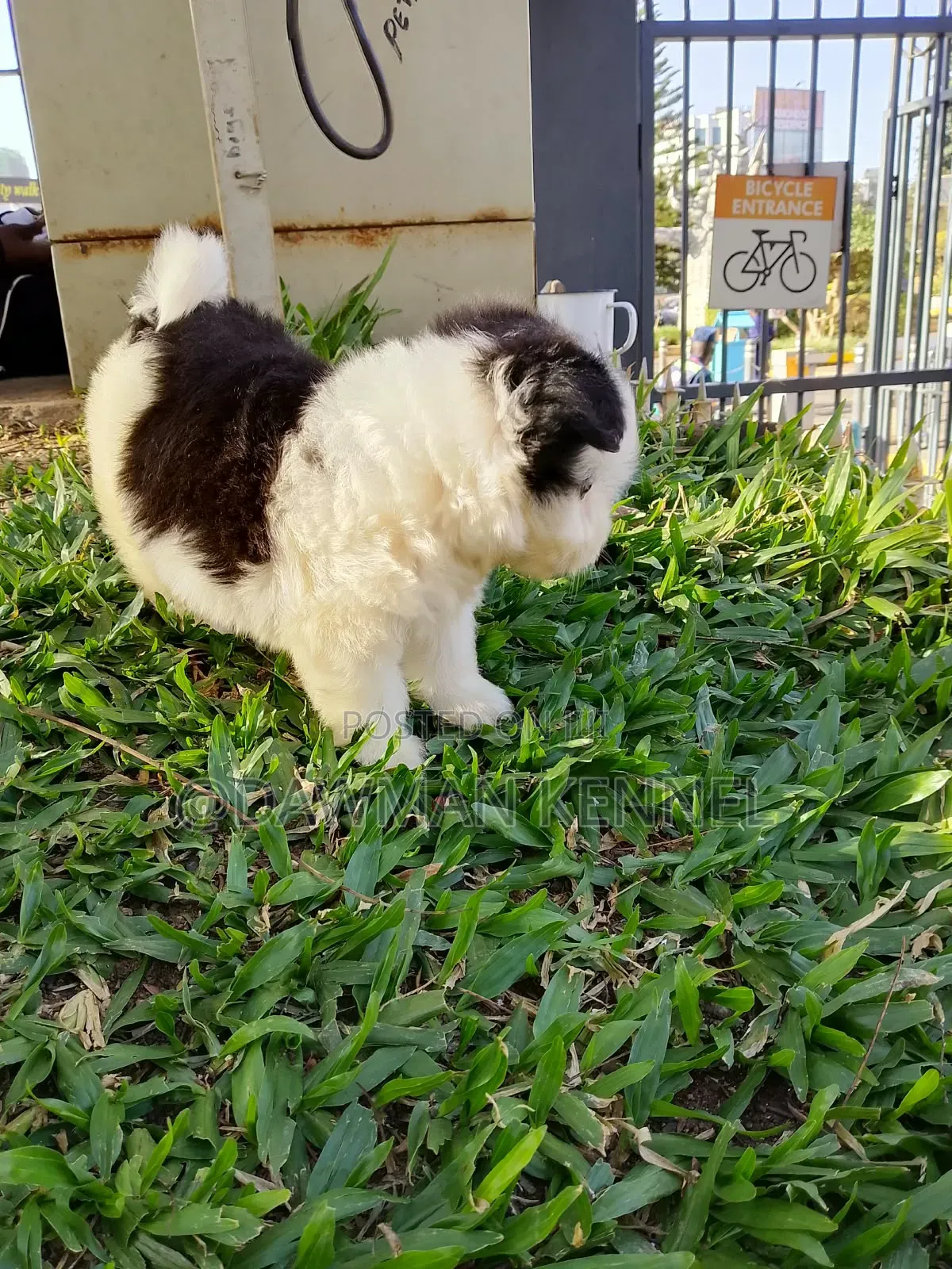 1-3 months Male Purebred Havanese