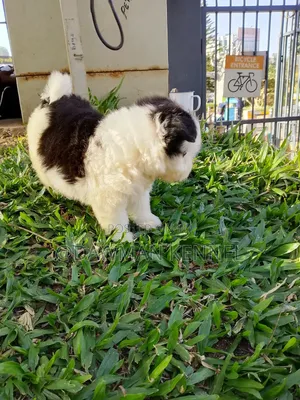 1-3 months Male Purebred Havanese