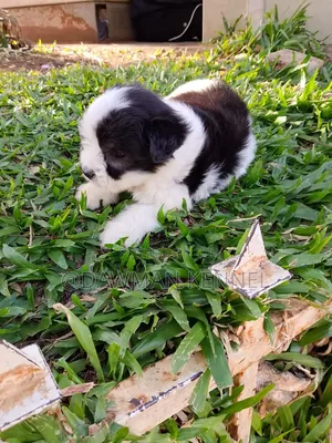 1-3 months Male Purebred Havanese