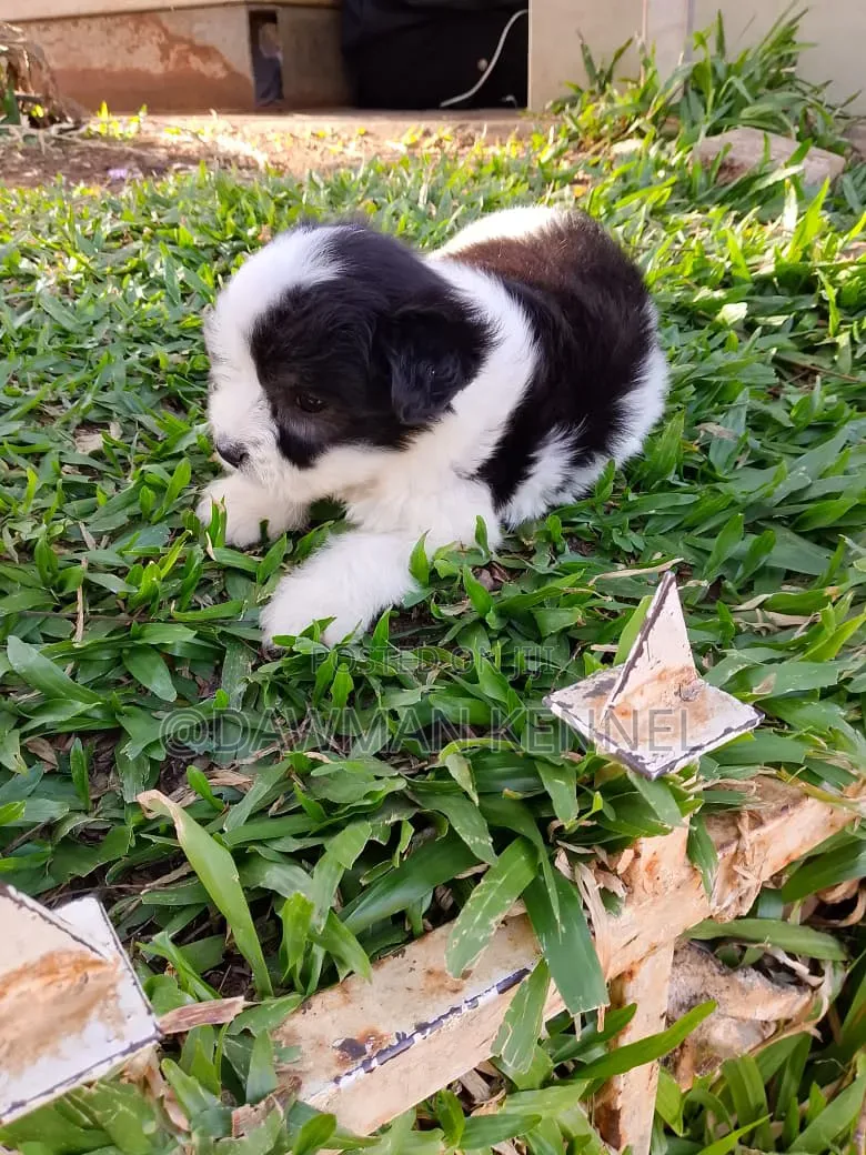 1-3 months Male Purebred Havanese