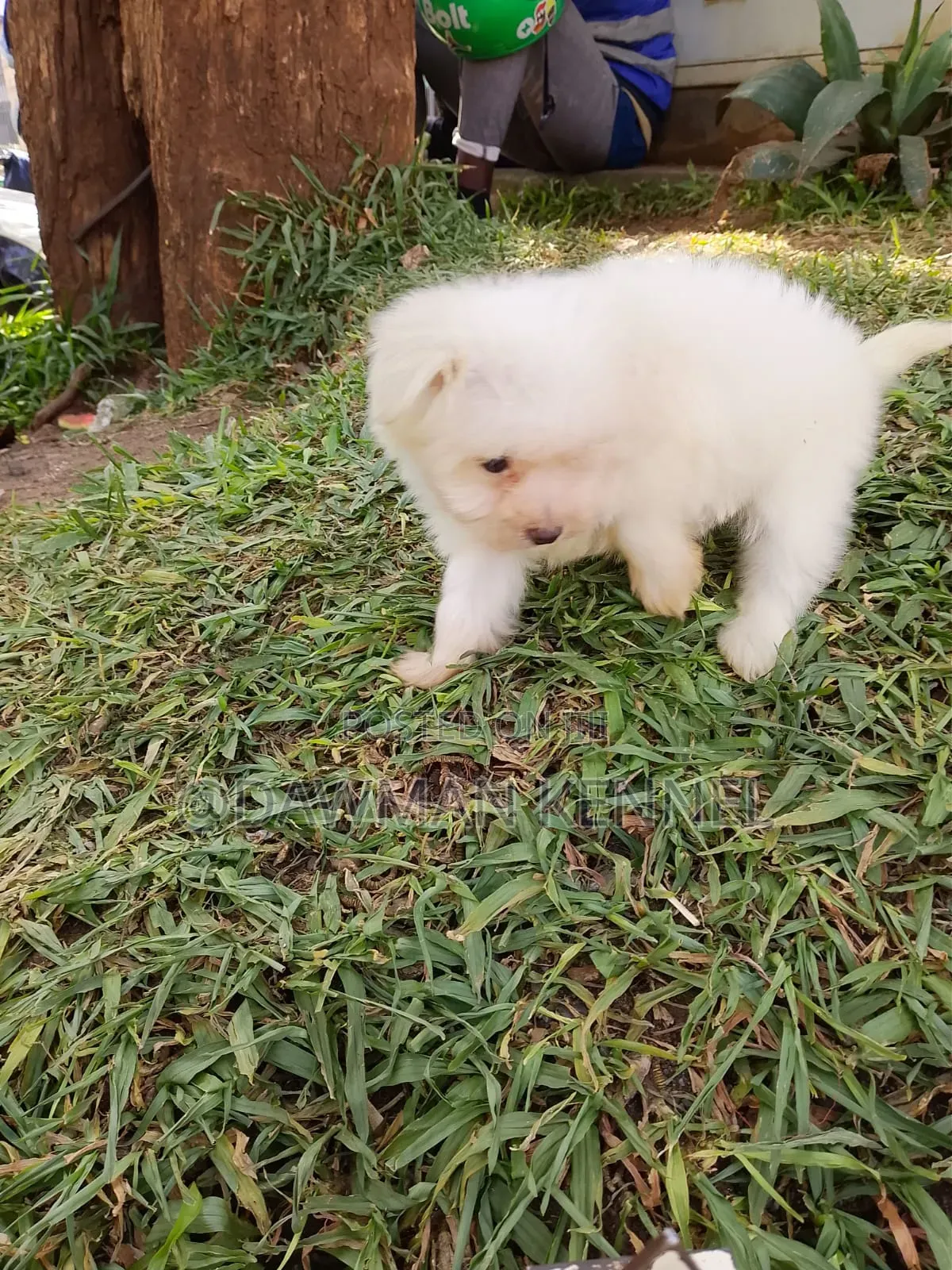 1-3 months Male Purebred Havanese