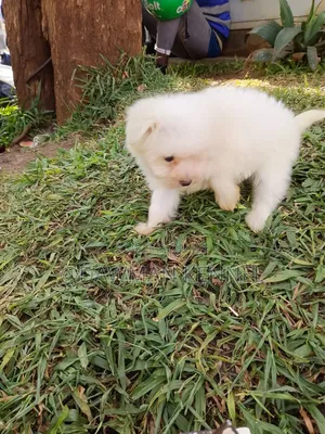 1-3 months Male Purebred Havanese
