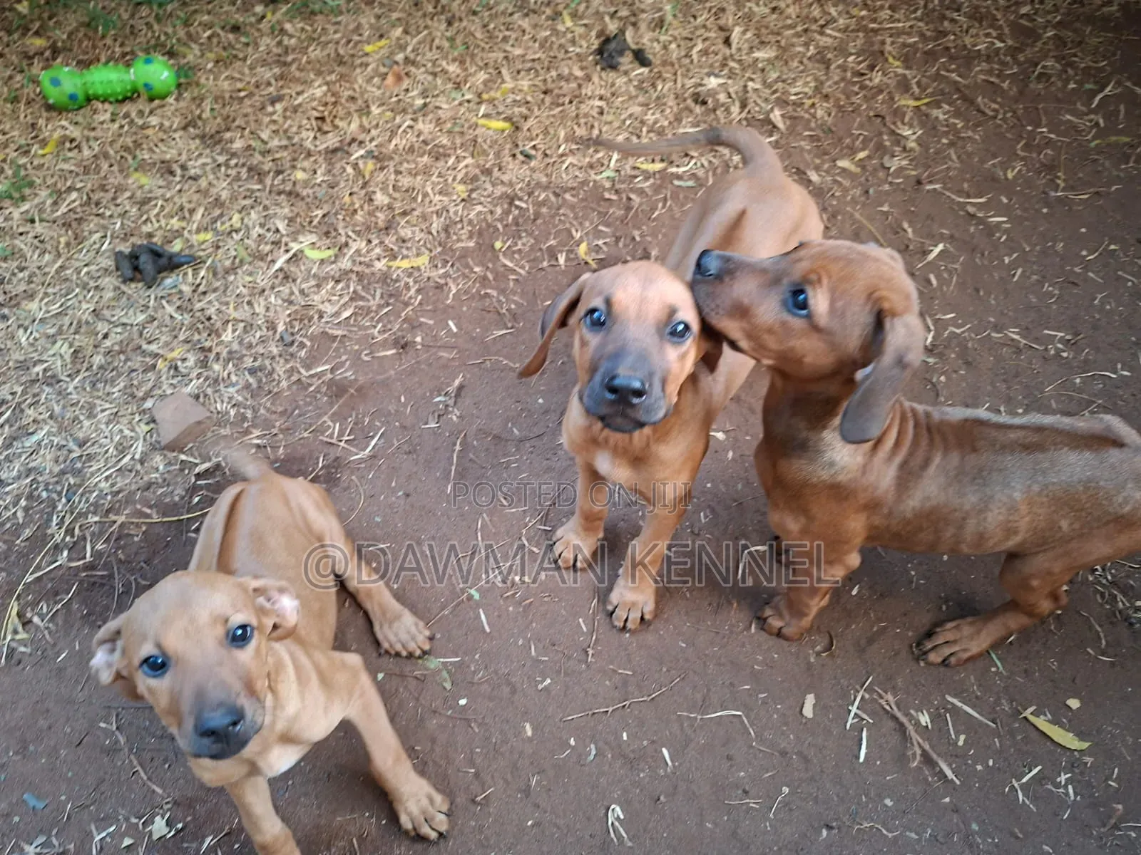 1-3 months Female Purebred Rhodesian Ridgeback