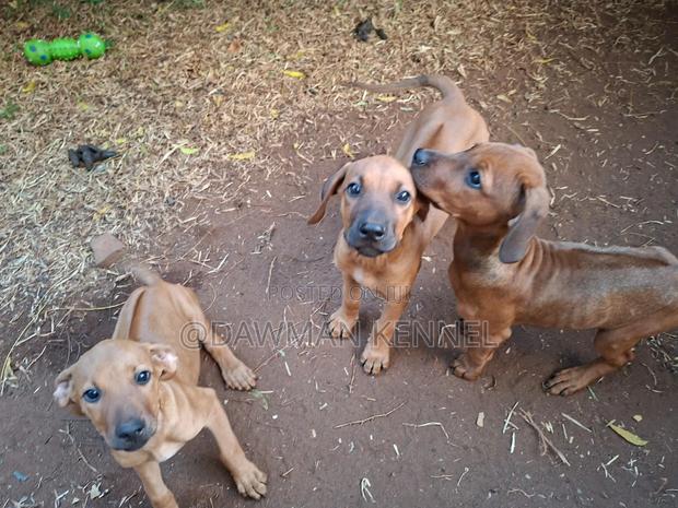 1-3 months Female Purebred Rhodesian Ridgeback