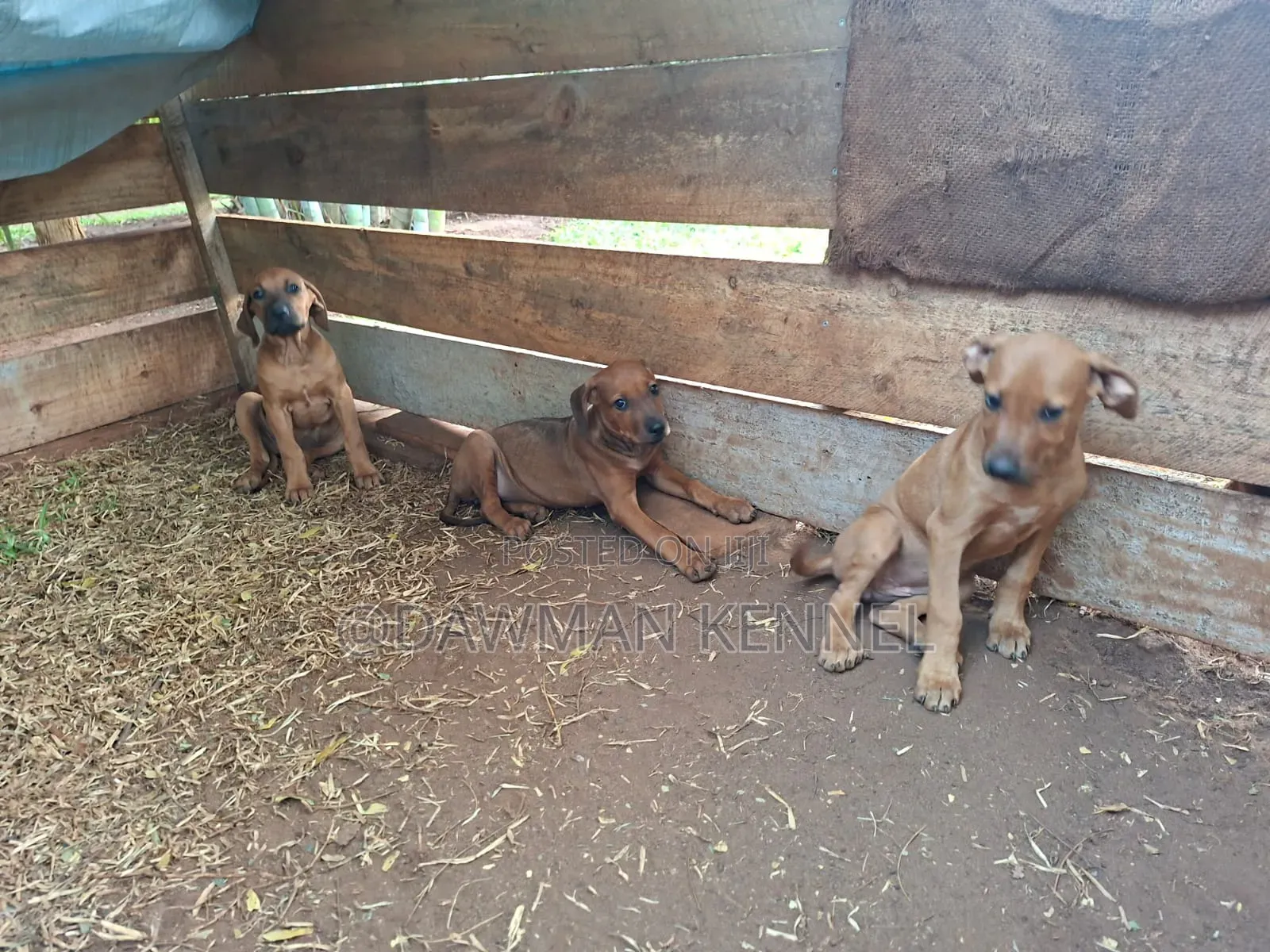 1-3 months Female Purebred Rhodesian Ridgeback