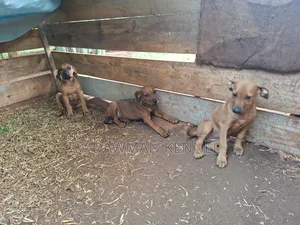 1-3 months Female Purebred Rhodesian Ridgeback