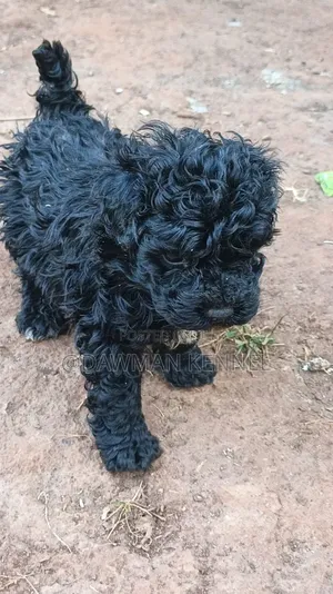1-3 months Male Purebred Havanese