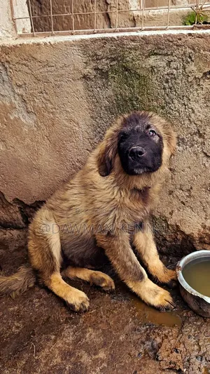 1-3 months Male Purebred Caucasian Shepherd