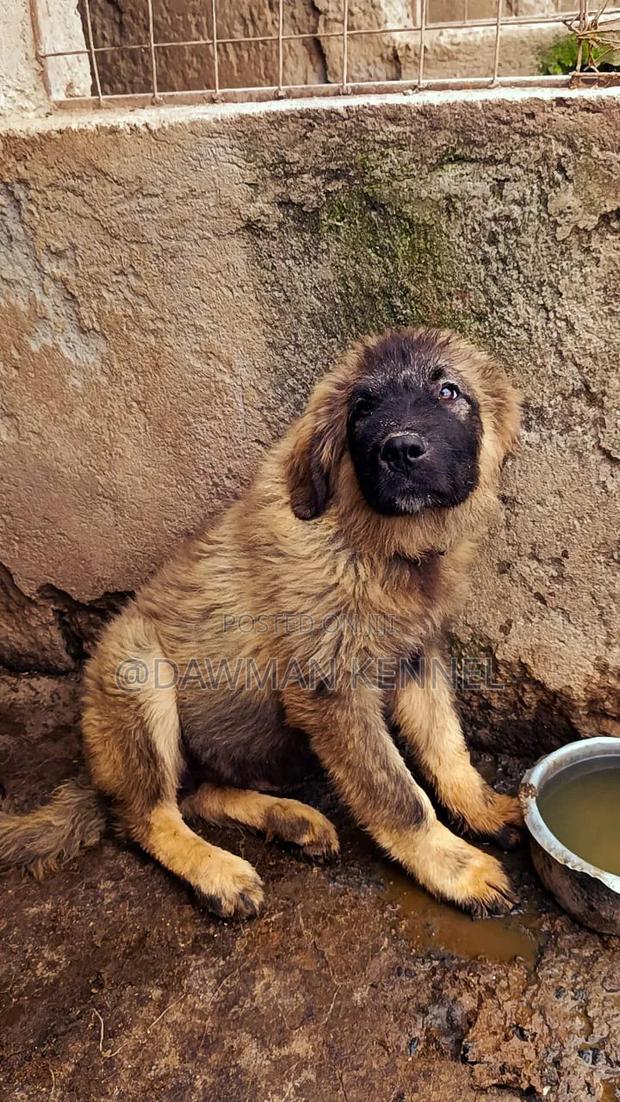 1-3 months Male Purebred Caucasian Shepherd