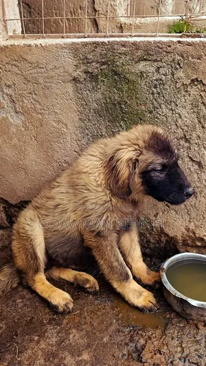 1-3 months Male Purebred Caucasian Shepherd