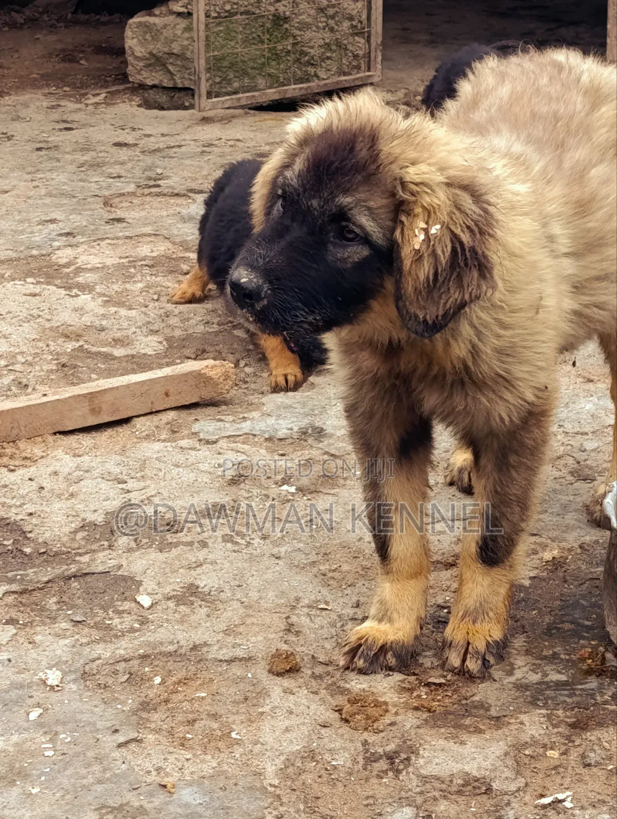 1-3 months Male Purebred Caucasian Shepherd