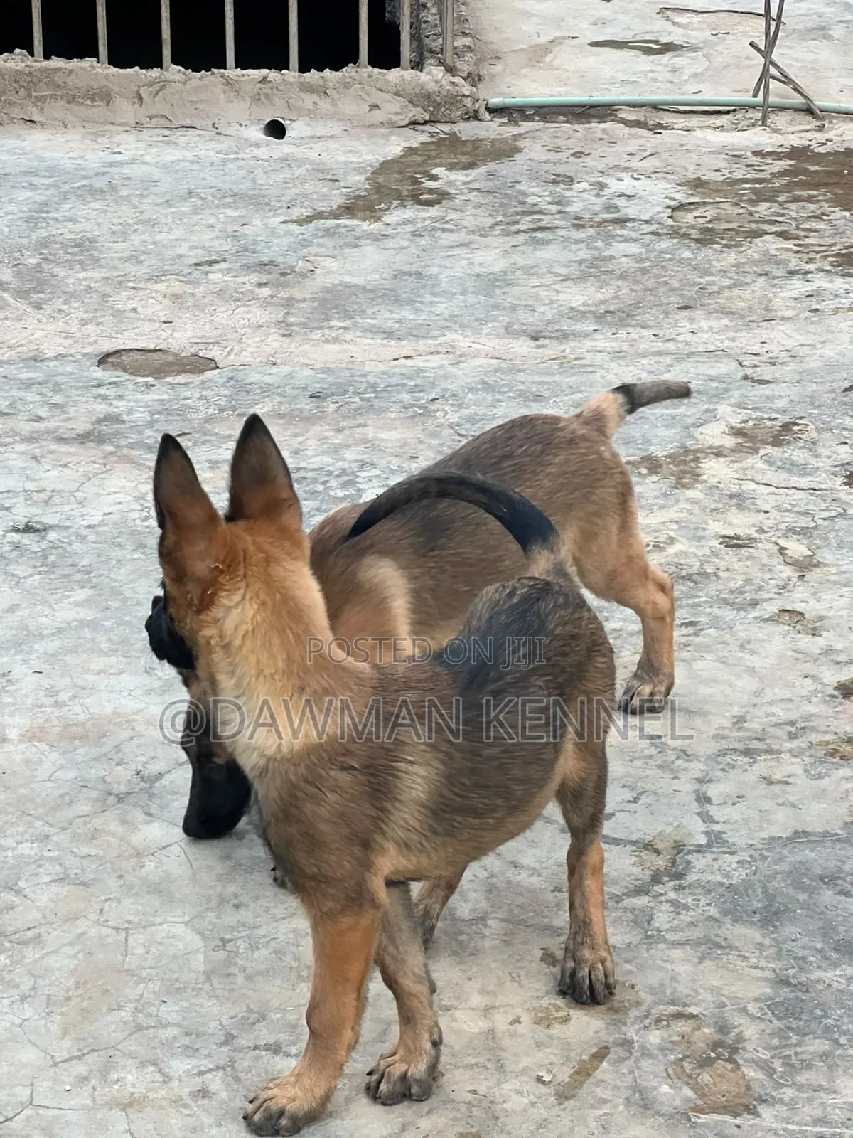 1-3 months Male Purebred Belgian Malinois