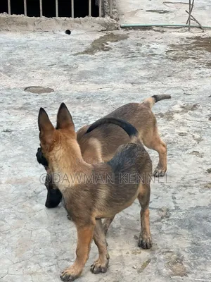 1-3 months Male Purebred Belgian Malinois