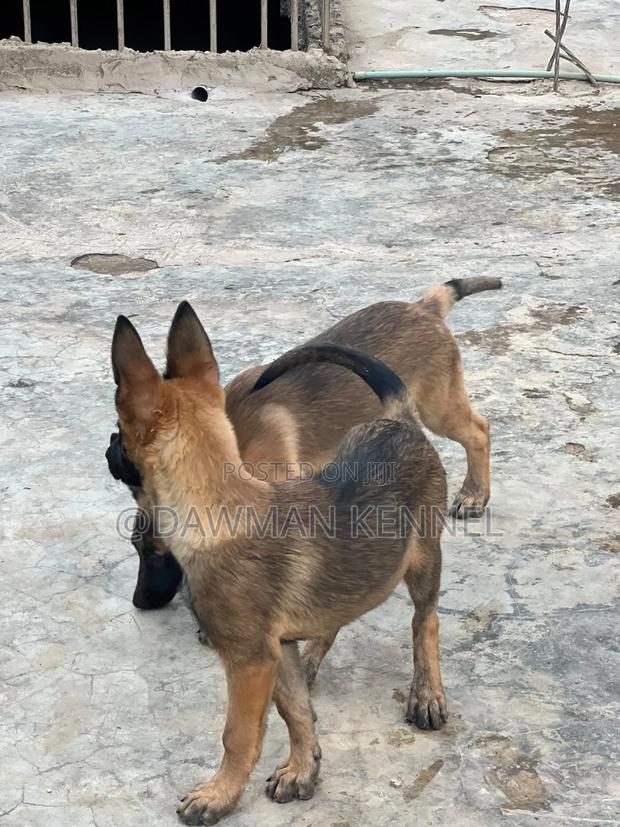 1-3 months Male Purebred Belgian Malinois