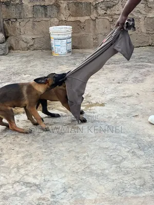 1-3 months Male Purebred Belgian Malinois