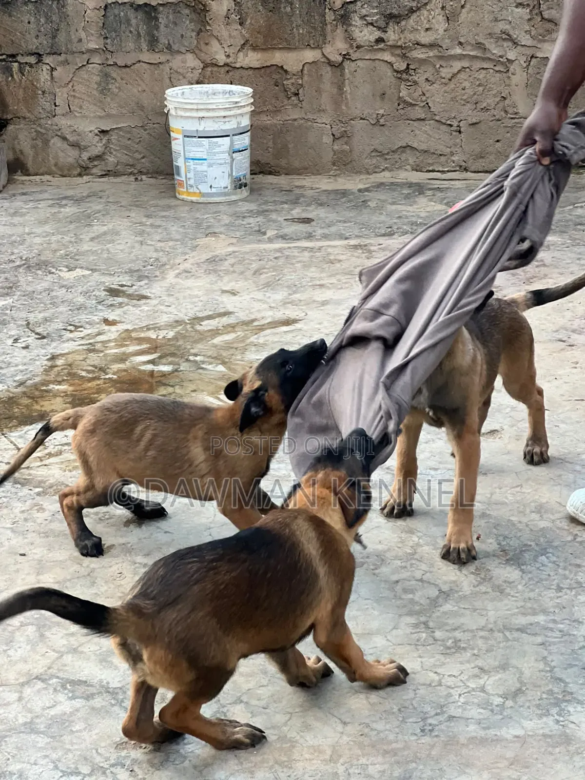 1-3 months Male Purebred Belgian Malinois