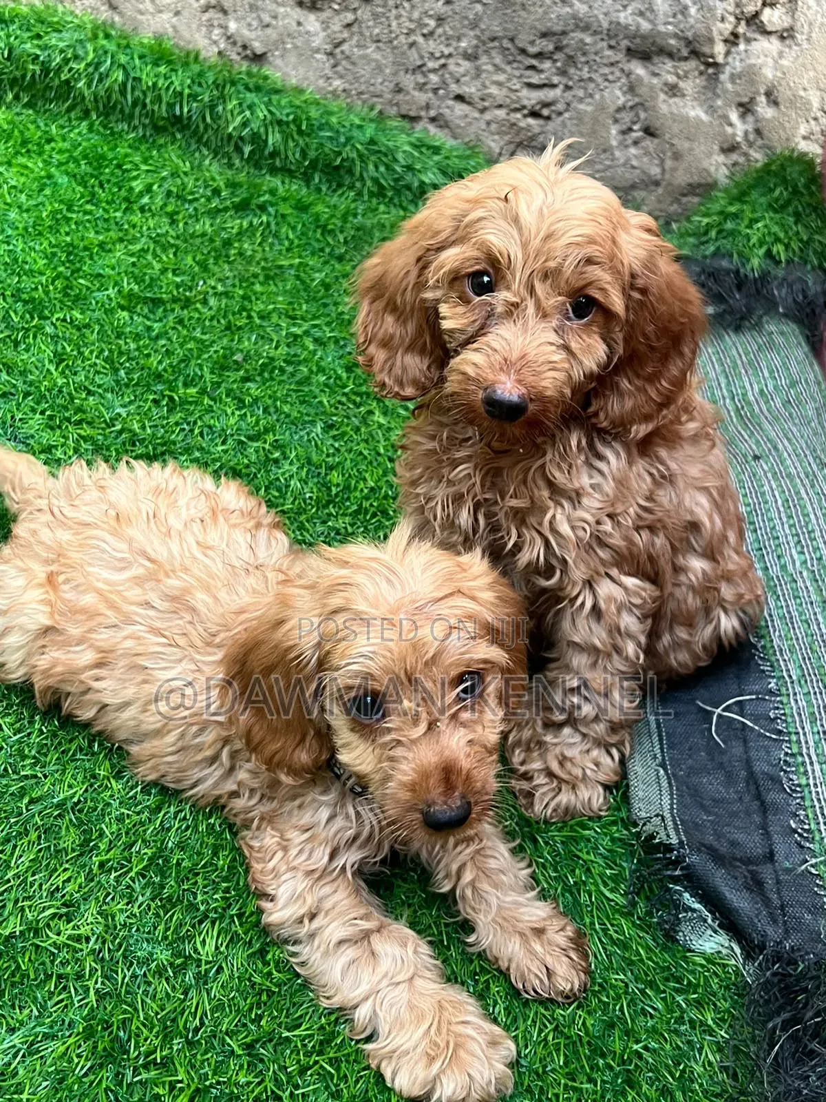 1-3 months Male Purebred Cockapoo