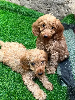 1-3 months Male Purebred Cockapoo
