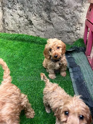 1-3 months Male Purebred Cockapoo