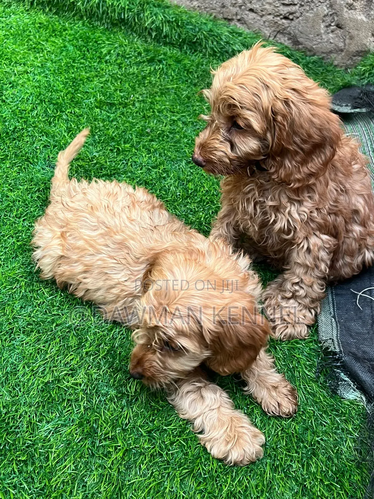 1-3 months Male Purebred Cockapoo