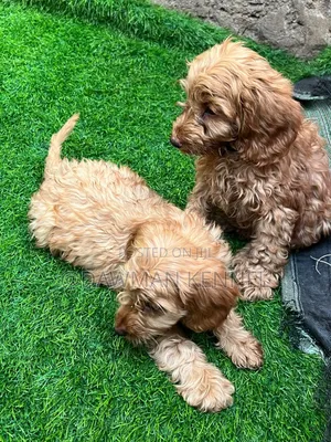 1-3 months Male Purebred Cockapoo
